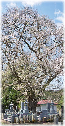 �摜�F����̎펪��_1