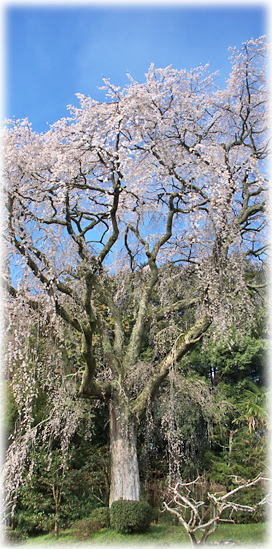 �摜�F�{�˂̂������