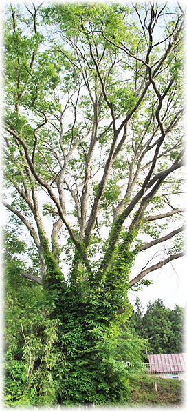 �摜�F�i��h�̑�O