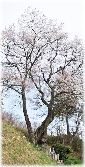 �摜�F����̎펪����