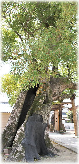 �摜�F�V�k�_�Ђ̃N�X�m�L