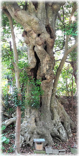 �摜�F���_�Ђ̃��`�m�L