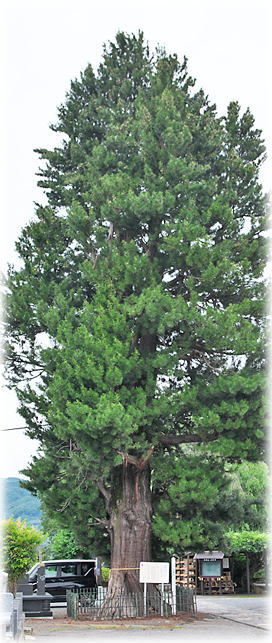 �摜�F���o���̃R�E���}�L