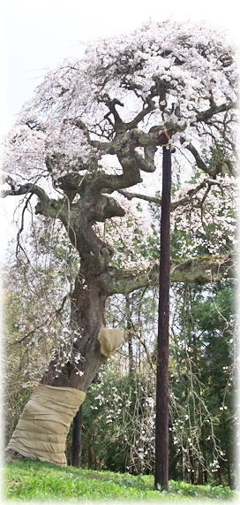 �摜�F�嗋�_�Ђ̎}����