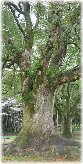 �摜�F��쏬�w�Z�̃N�X�m�L