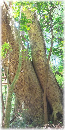 �摜�F��n�_�Ђ̃^�u�m�L