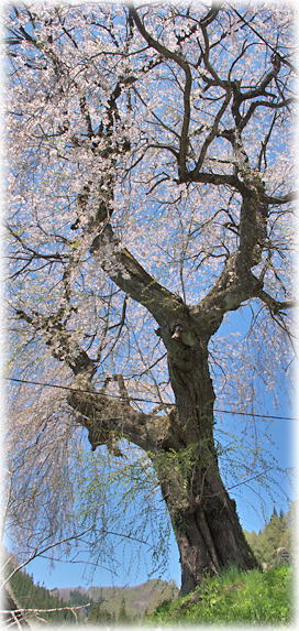 �摜�F�����̂������