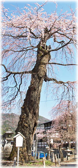 �摜�F�������̑��