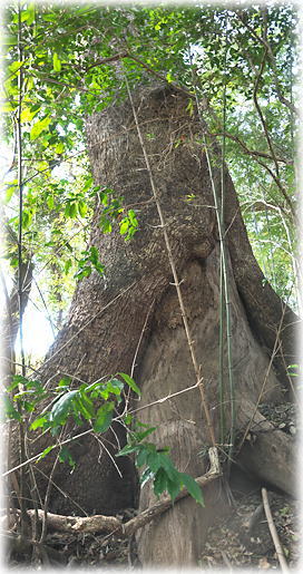 �摜�F�L���̃N�X�m�L