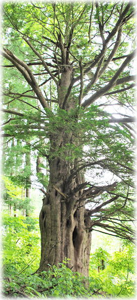 �摜�F���΂���̑�C�`�C