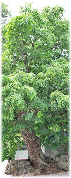 �摜�F���΂���̃V�i�m�L