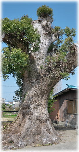 �摜�F���c�V���{�̃N�X�m�L