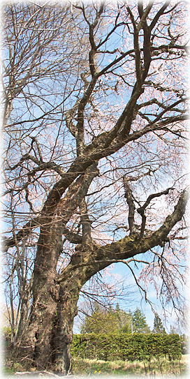 �摜�F���X�����������