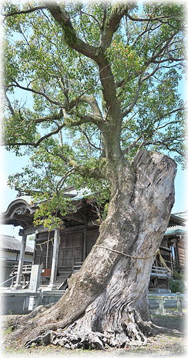 �摜�F�������}��_�Ђ̃N�X�m�L