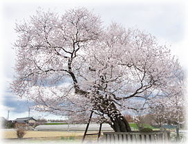 �摜�F�e�a���l����A���̍�_2