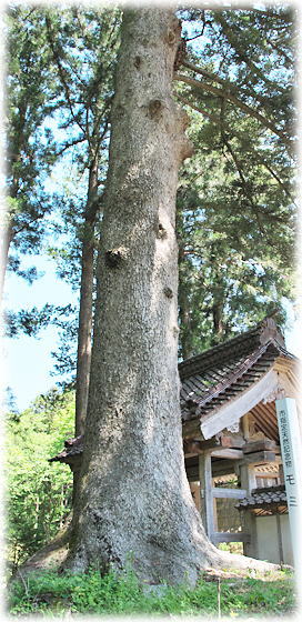 �摜�@�����̃��~�F