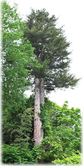 �摜�F�����̃q���R�}�c