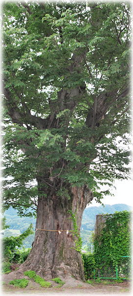 �摜�F���c�������_�Ђ̃P���L