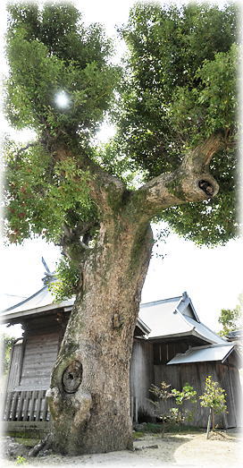 �摜�F�����O���_�Ђ̃N�X�m�L