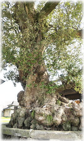 �摜�F�|�є����{�̃C�`�C�K�VA