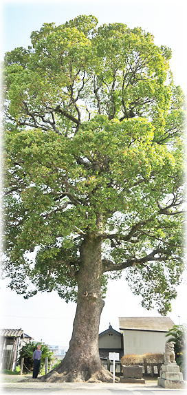 �摜�F�c��{���V���_�Ђ̃N�X�m�L