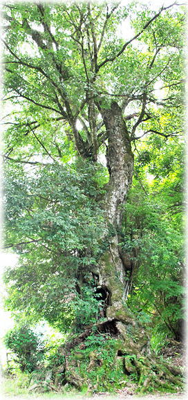 �摜�F�c�����������_�Њ~�m��