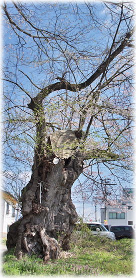 �摜�F���ΐ_�Ђ̍�