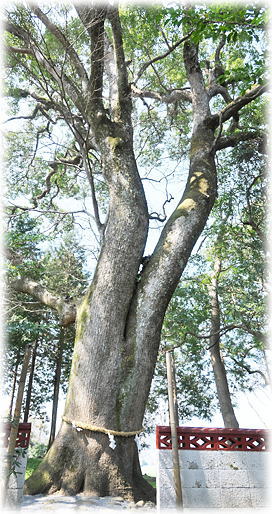 �摜�F�Ȋ_�_�Ђ̃N�X�m�L