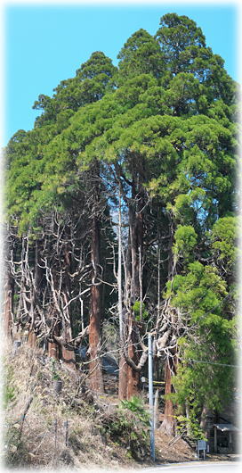 �摜�F���j�Ђ̐�����