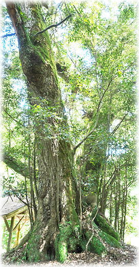 �摜�F�R���_�Ђ̃X�_�W�C