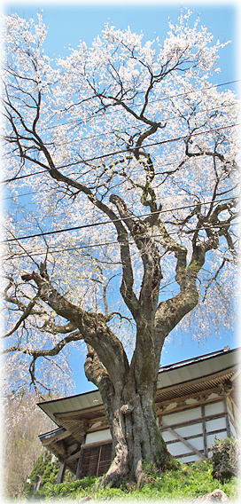 �摜�F�R�p�̂������