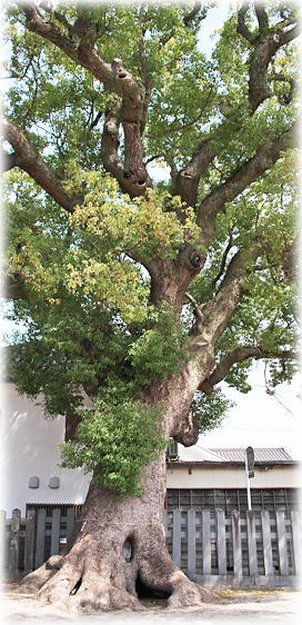 �摜�F��������_�Ђ̃N�X�m�L