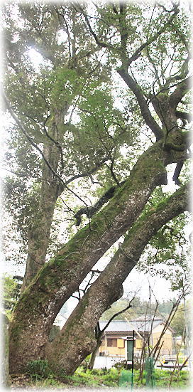 �摜�F���|�_�Ђ̃N�X�m�L