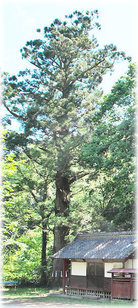 画像：住吉神社のスギ