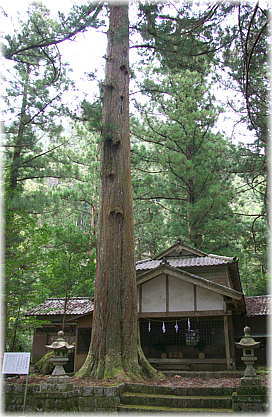 画像:相月諏訪神社のスギ