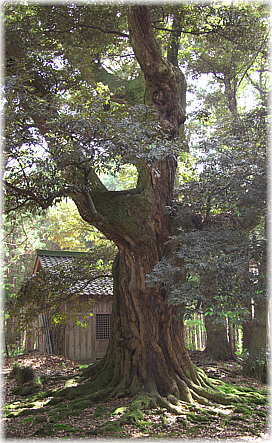 画像:赤尾白山神社のスダジイ_1