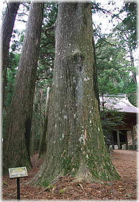 画像:秋葉神社上社のスギ