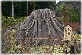 画像:秋葉神社上社のスギ(切り株)