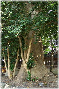 画像:天川命神社のケヤキ