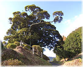 画像:安田の大シイ(全景)