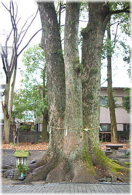 画像:熊野神社のクスノキ