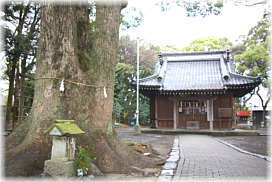 画像:熊野神社とクスノキ