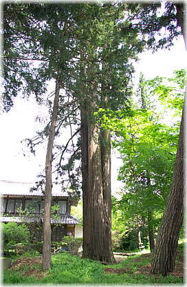 画像：安養寺の三本杉