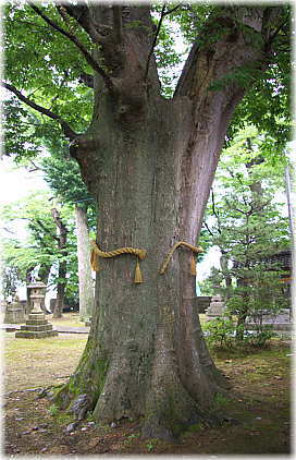 画像:荒屋柏野白山神社のケヤキ