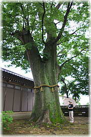 画像:荒屋柏野白山神社のケヤキ(幹と並ぶ)