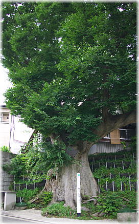 画像:旭さし木