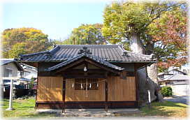画像：勝手神社とケヤキ