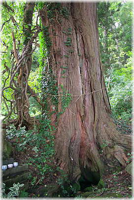 画像:愛宕神社のサワラ