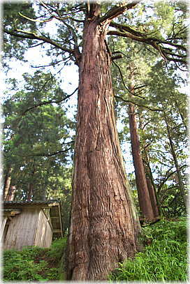 画像:白山神社のバラ大杉