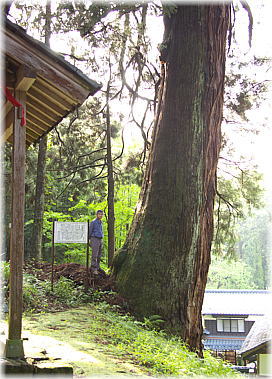 画像:白山神社のバラ大杉(幹と並ぶ)